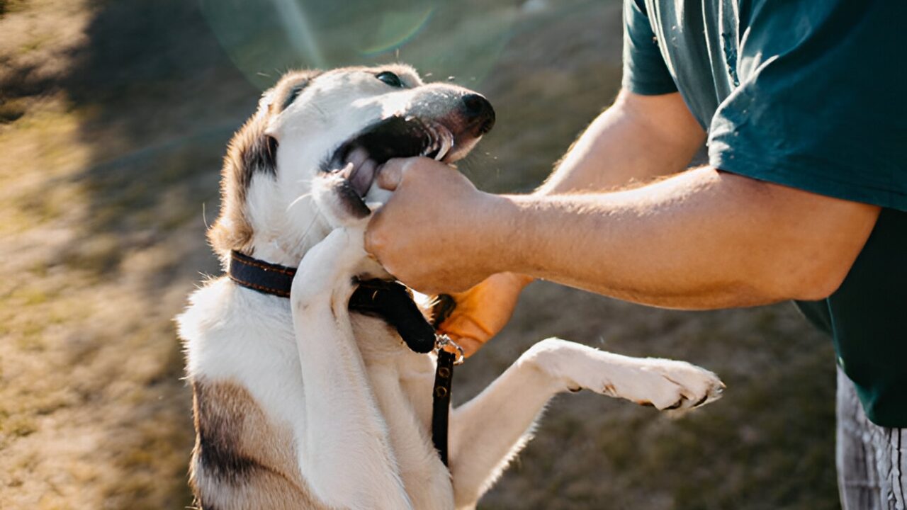 Oklahoma dog owner liability laws