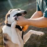 Oklahoma dog owner liability laws