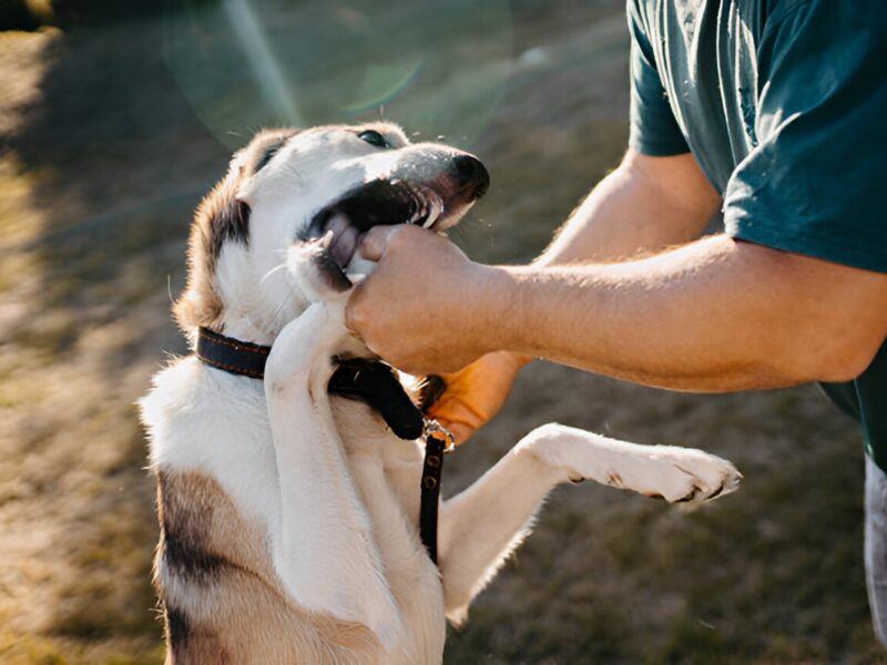 Oklahoma dog owner liability laws