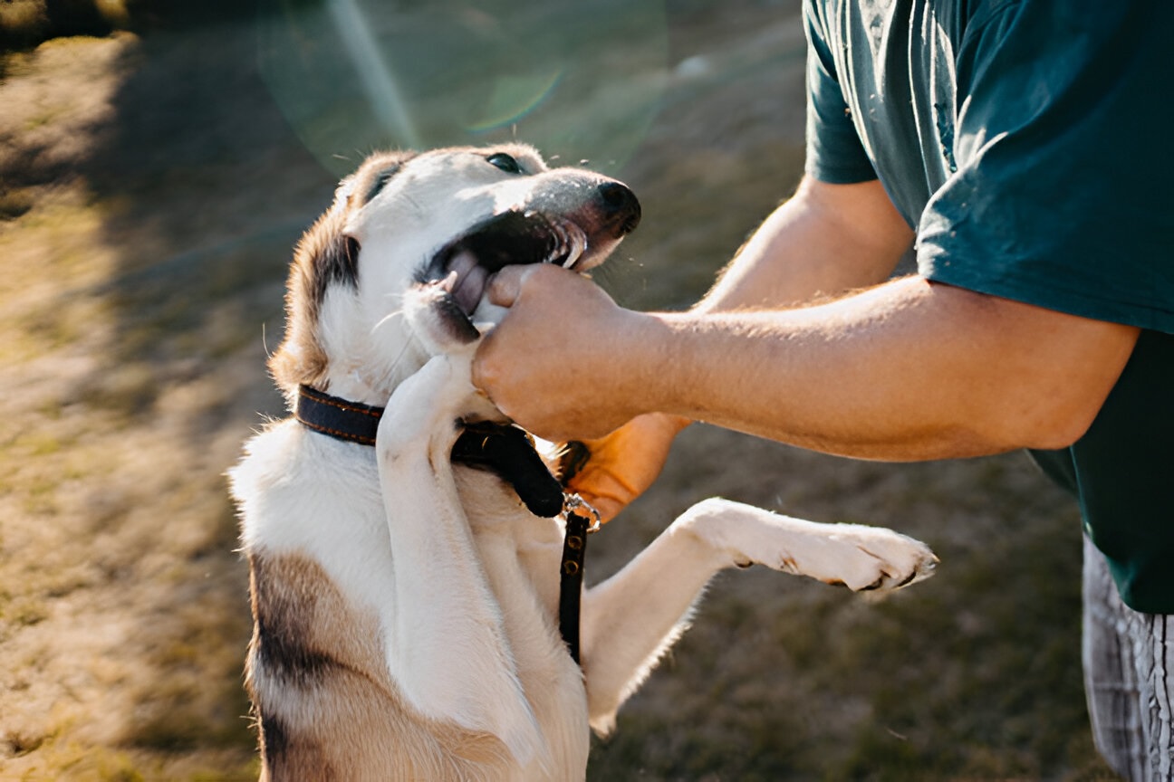 Oklahoma dog owner liability laws